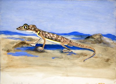 Palmatogecko rangei Anderson, 1928 by Joan Procter